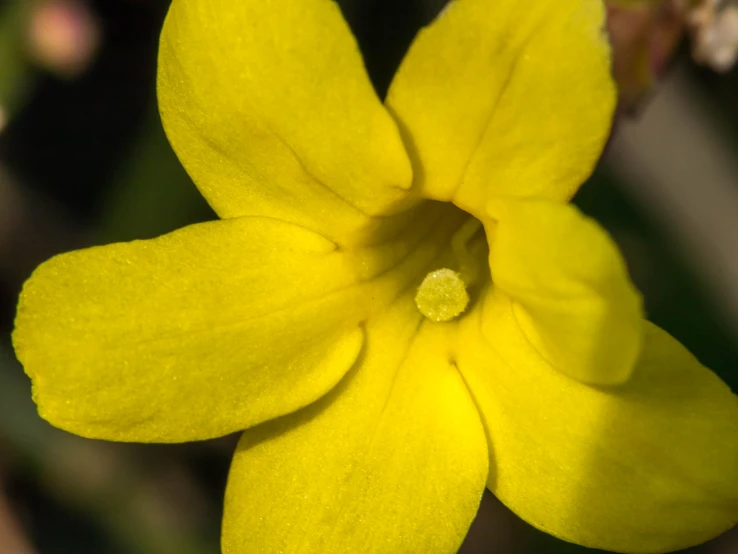 a flower that is yellow with tiny leaves