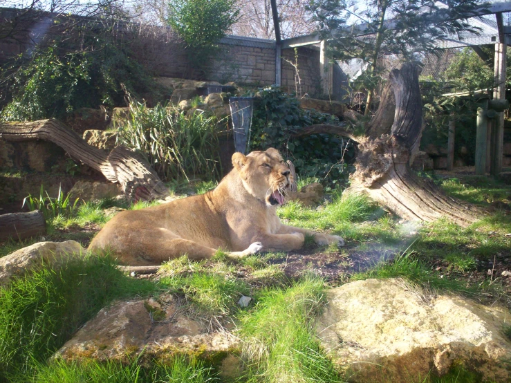 a lion sitting on a rock in a grassy field
