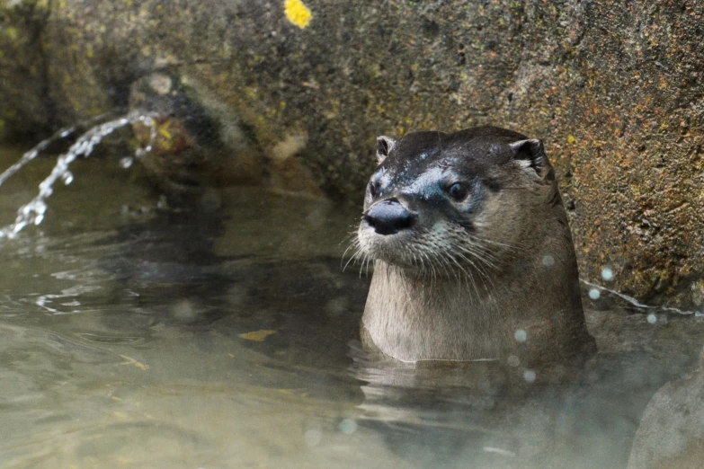 an otter in the water at a zoo