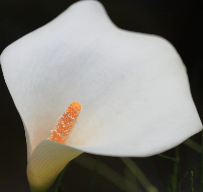 an orange stamen inside a white flower