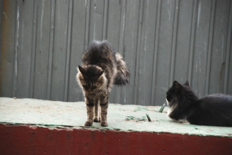 two cats stand on the edge of a wall