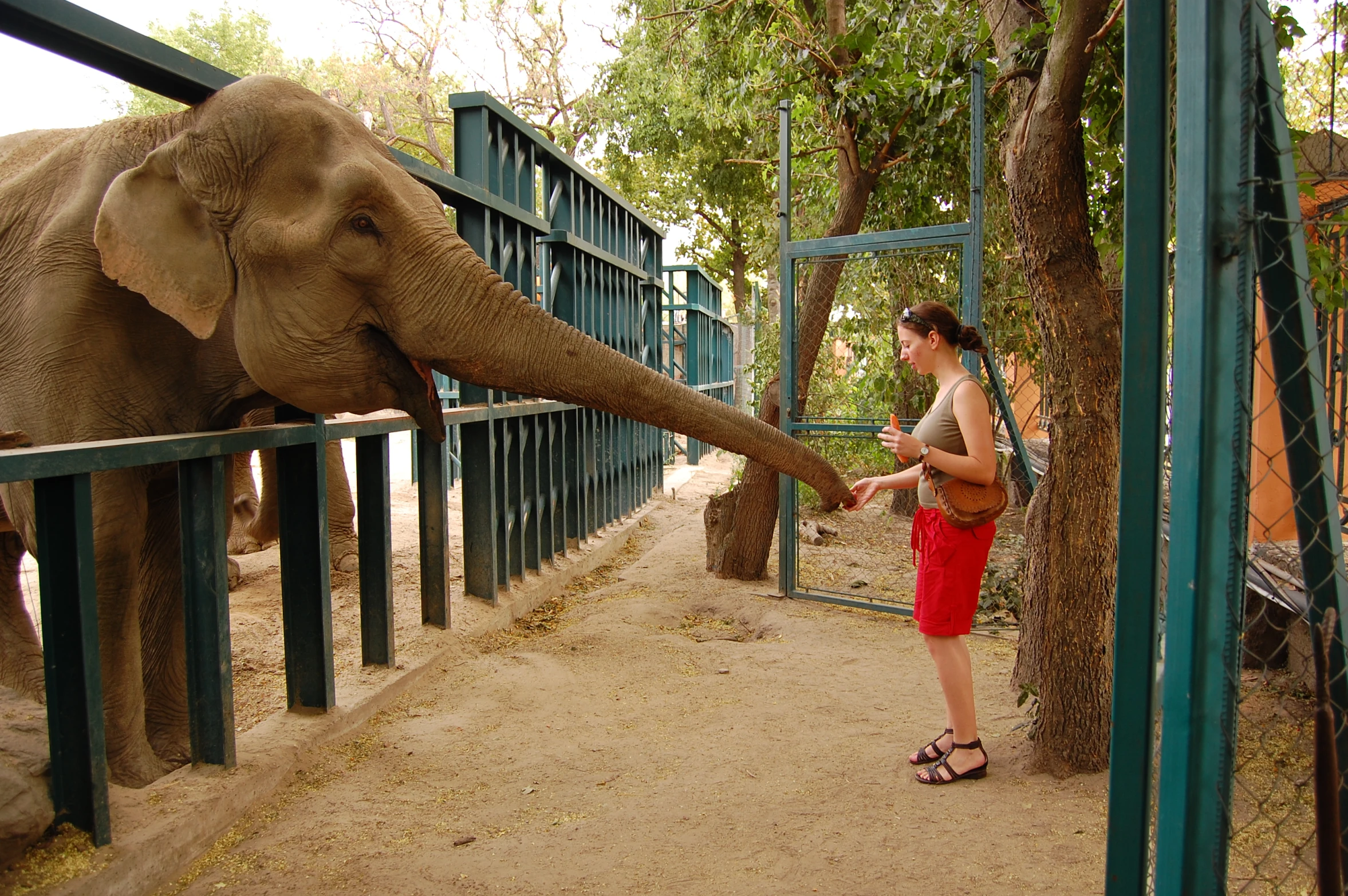 woman touches the trunk of an elephant behind a fence