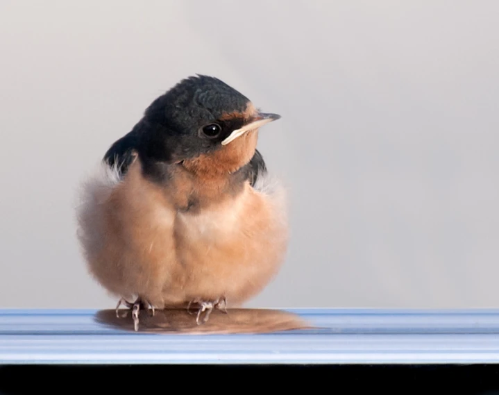 the bird has a light brown feather, perched on top of a table