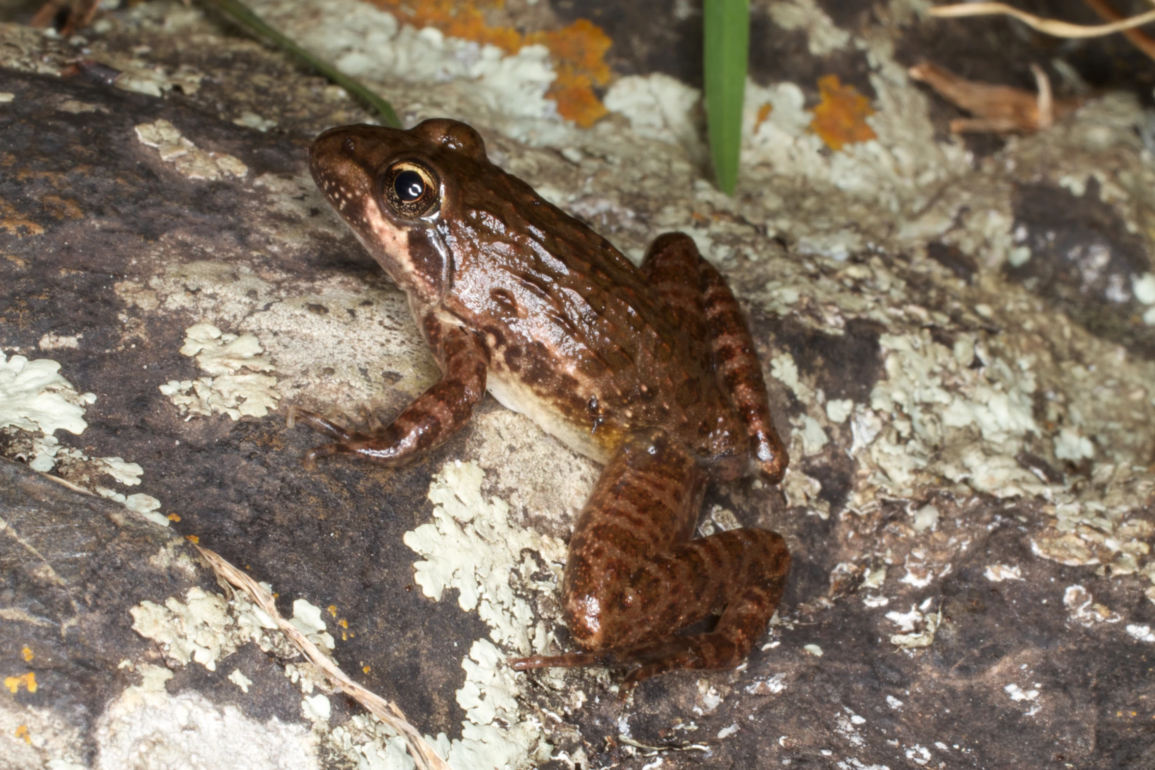 a brown and black frog with white speckles sitting on a rock