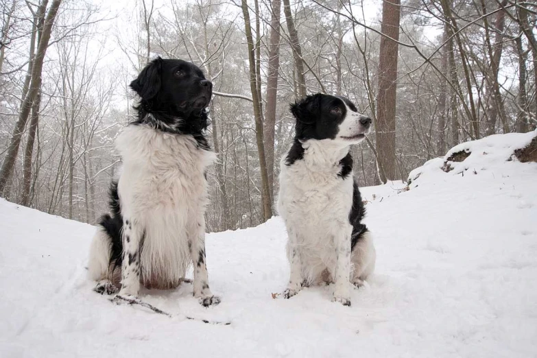 two dogs are standing in the snow by some trees