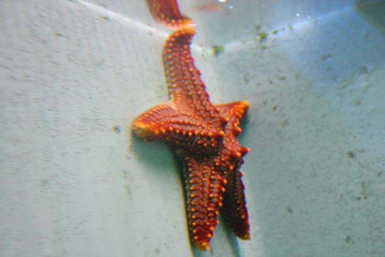 a starfish hanging upside down in the ocean