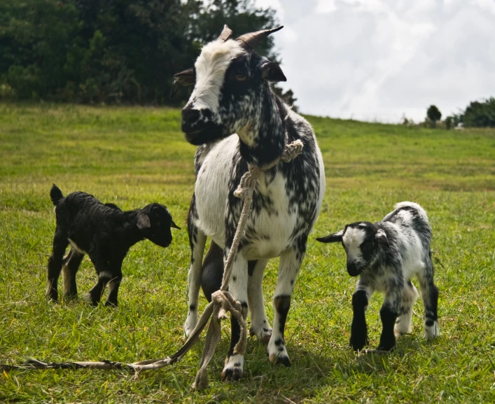 a goat with two small baby sheep on a leash