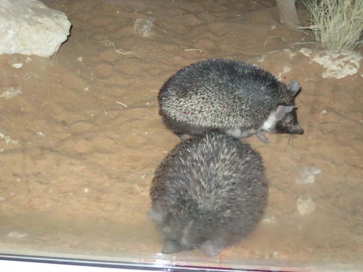 two badger like creatures walking in the dirt