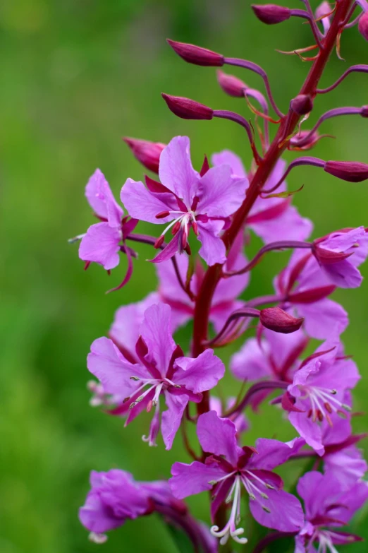 the bright purple flowers are blossoming next to each other