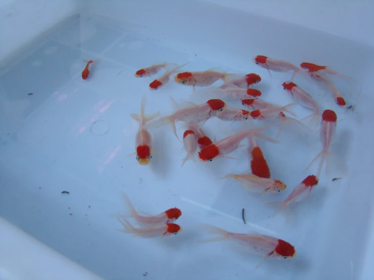 some red and white fish in a bowl