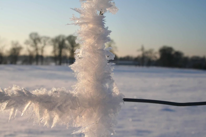 a tall frosty tree nch near some wire