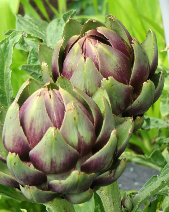 a plant with pink flowers and green leaves in front of green foliage