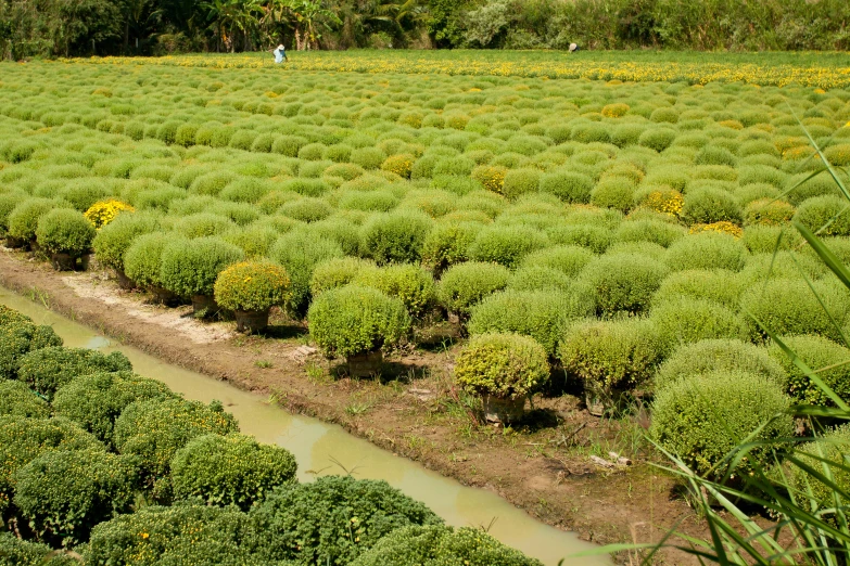 a large field that has lots of plants near it