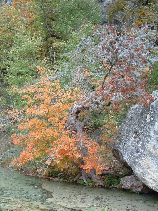 autumn leaves and trees near a small waterfall