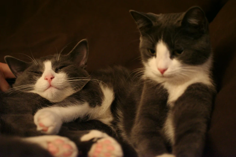 the grey cat is sleeping with it's head on its hind legs