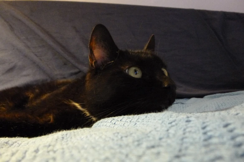 a cat lays on top of a blanket