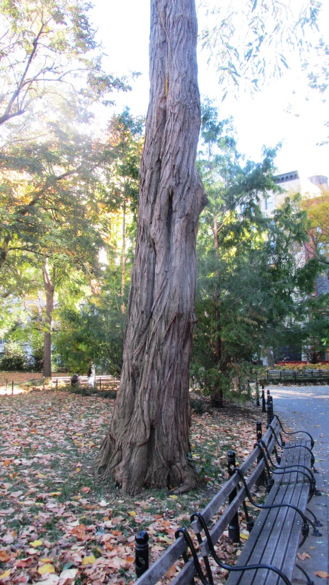 tree nches near a brick wall and metal bench