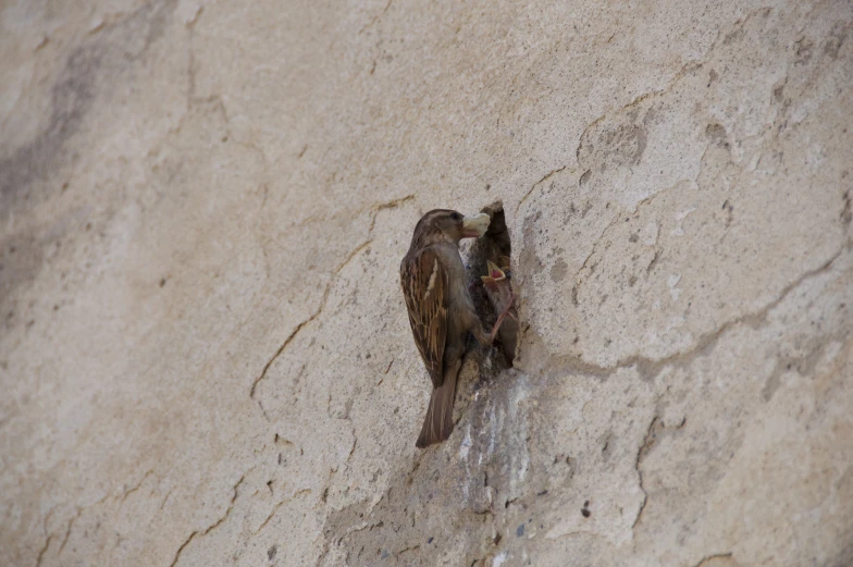 two birds standing near a wall with their beaks in its beak