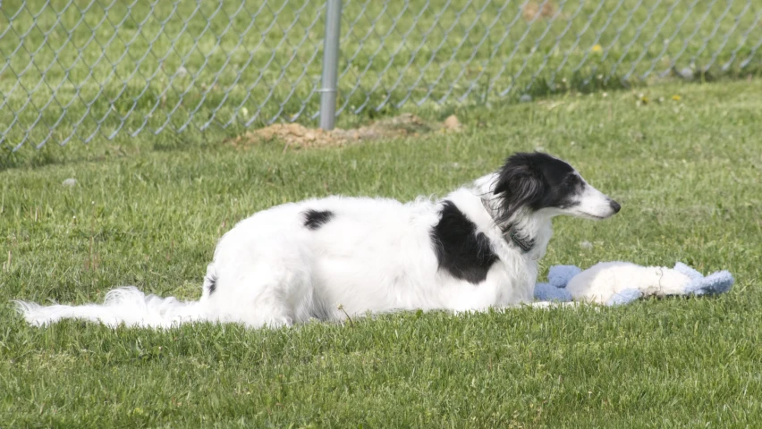 a dog laying on top of a lush green field