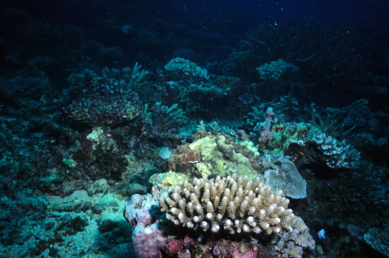 a coral reef on top of a coral covered sea
