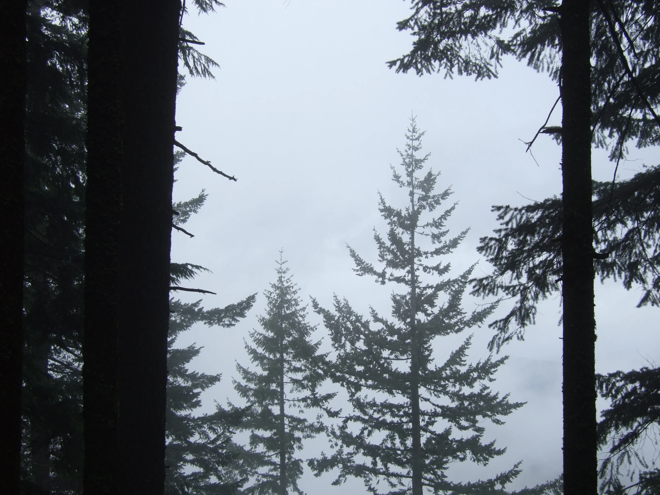 fog on trees and the cloudy sky