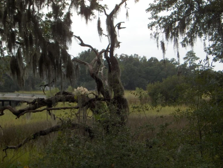 a dead tree is surrounded by some grass