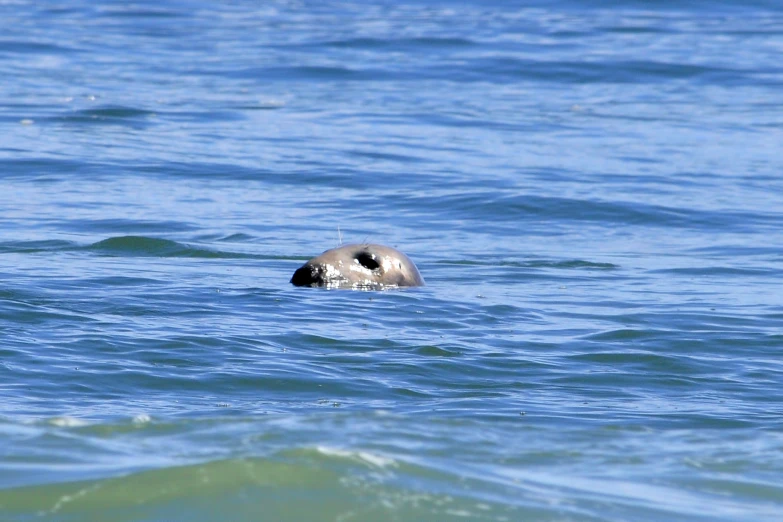 the bird is swimming alone in the water