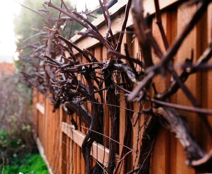an iron vine is attached to a wooden wall