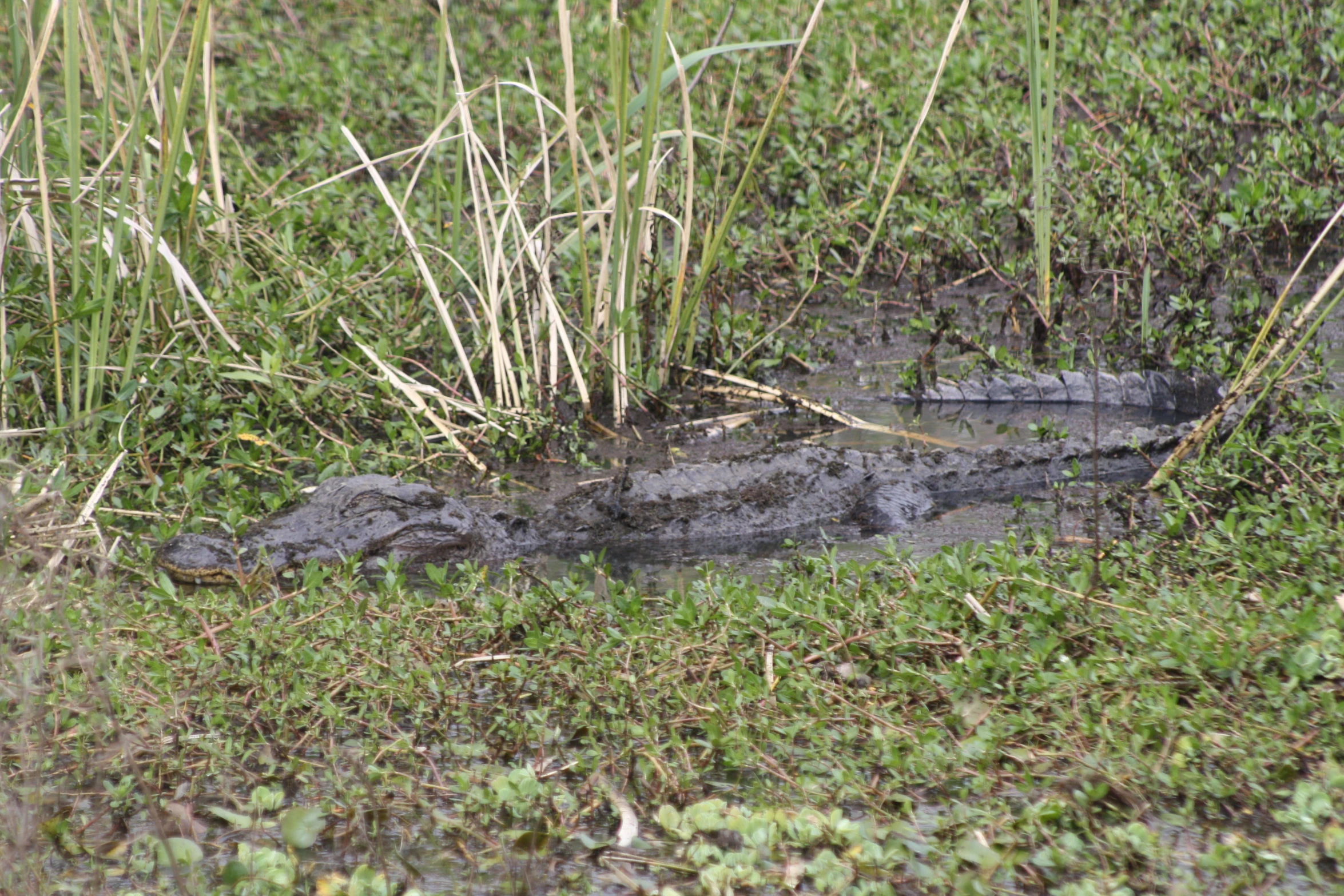 a crocodile in the grass on a riverbank