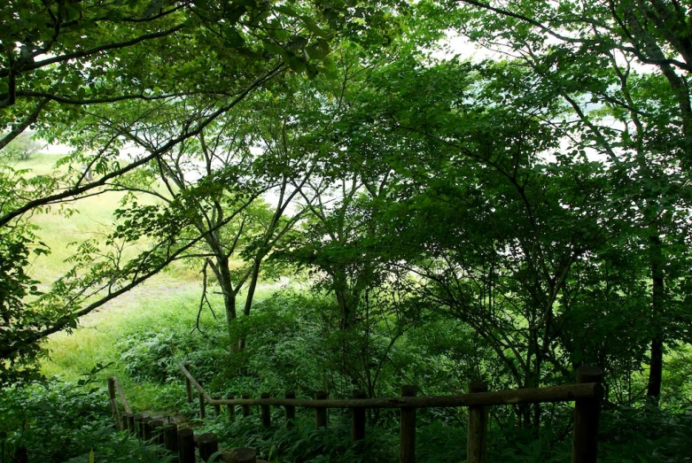 the park bench is surrounded by trees and plants