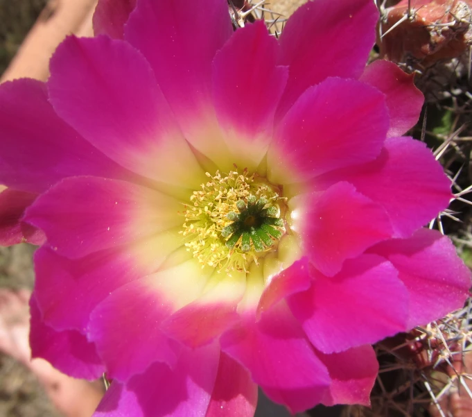 a purple flower in a desert style setting