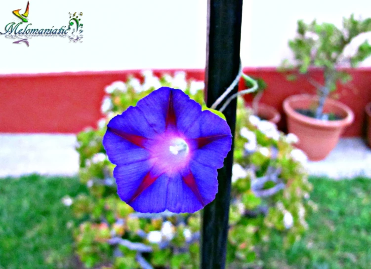 a purple flower with red center on a pole