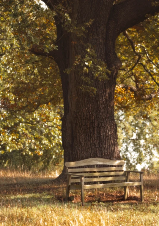 a bench that is under the shade of a big tree