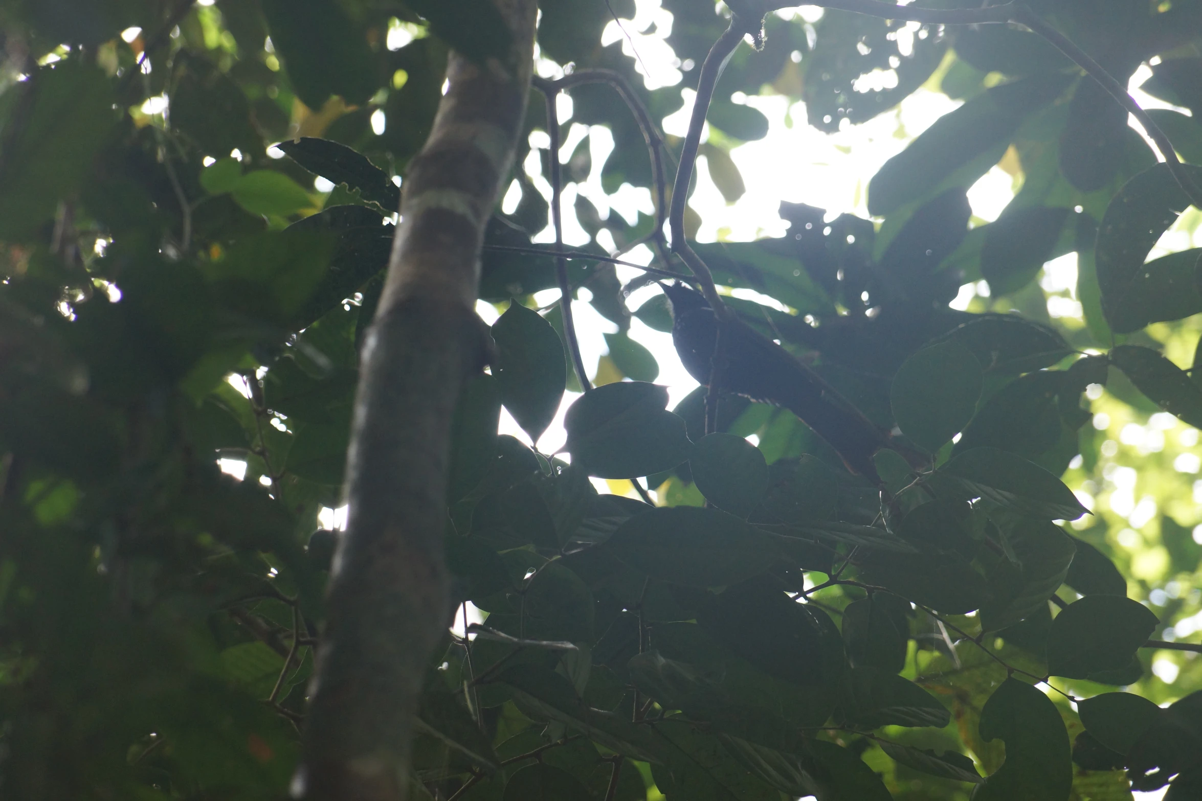 a bird perched on top of a tree nch