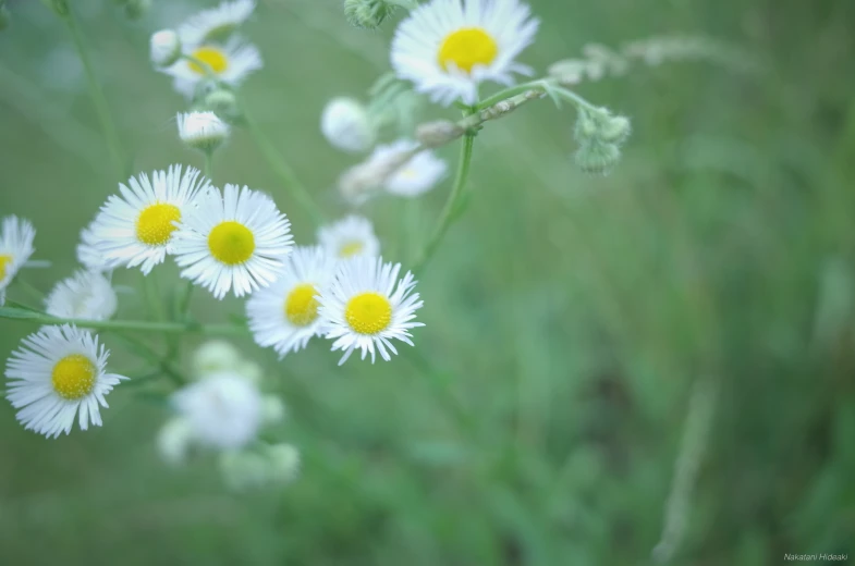 wild daisy flowers blooming in an open meadow