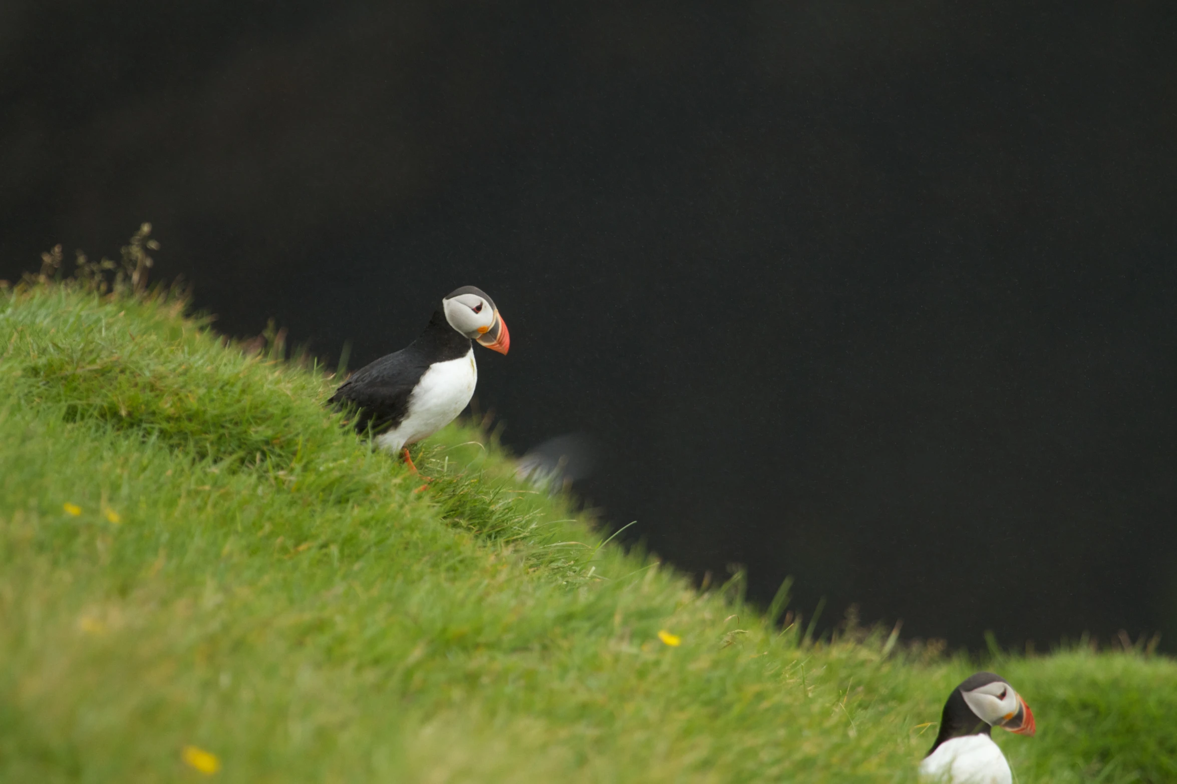 two black and white birds stand in the grass