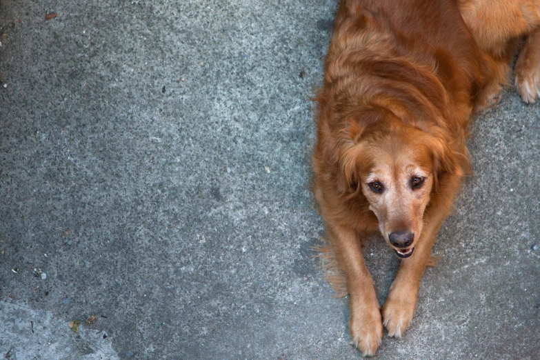 a dog laying down on the ground