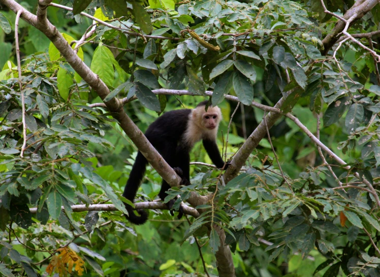 a monkey sitting on a nch in a tree