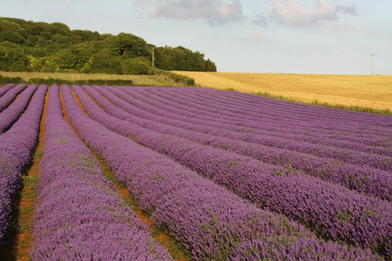 lavender field in the countryside with trees and clouds