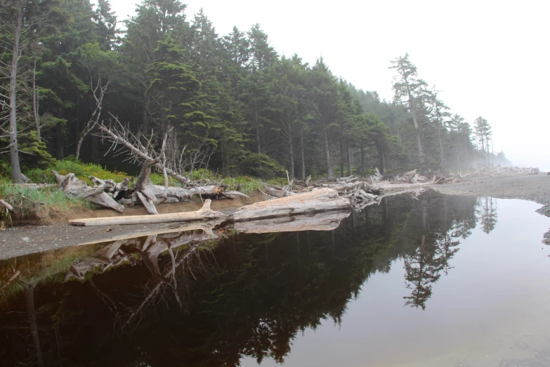 a body of water surrounded by lots of trees