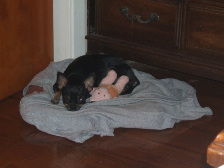 a dog sitting on a bed with his stuffed toy