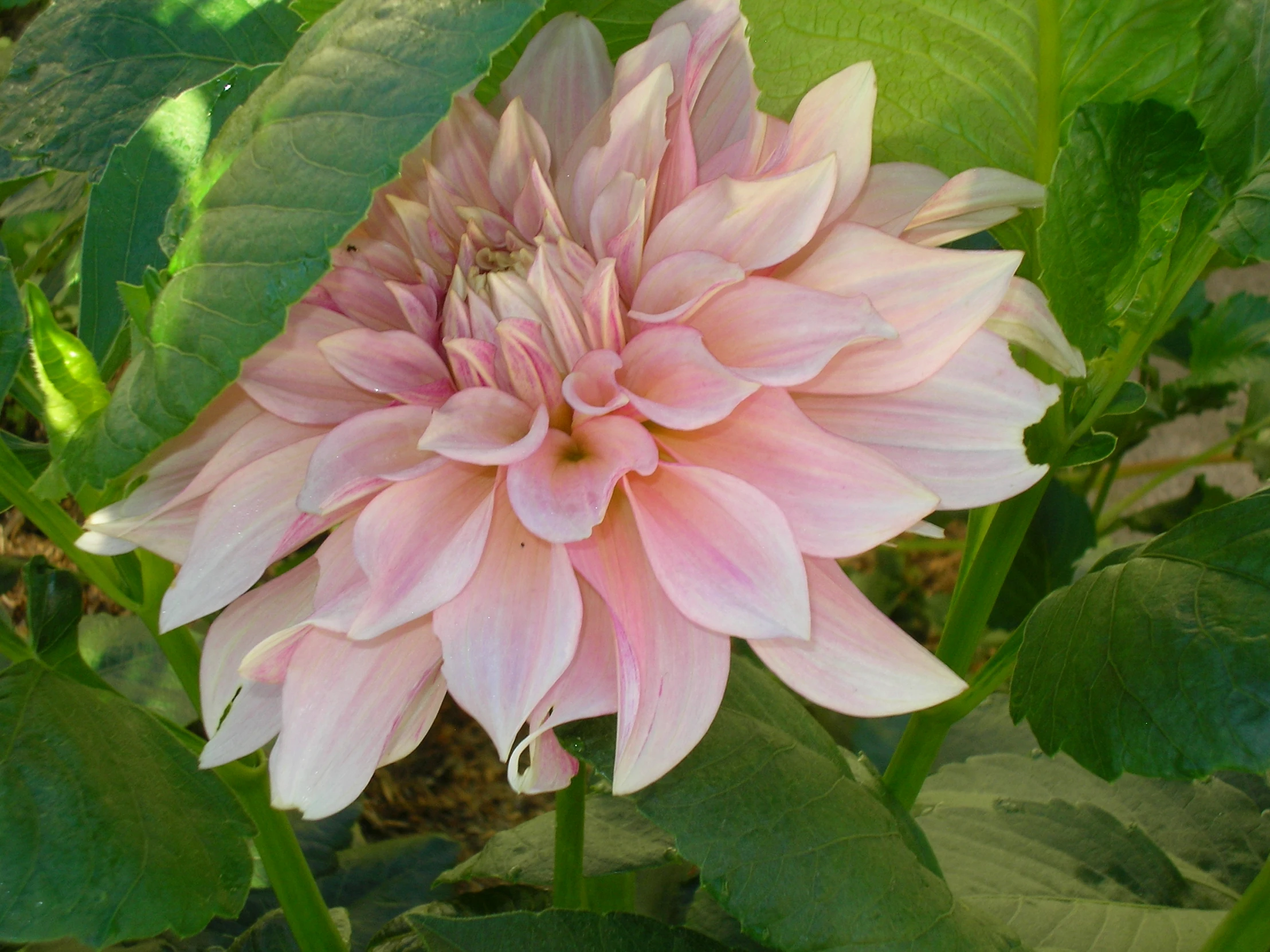 large pink flower that looks like it has wilted off