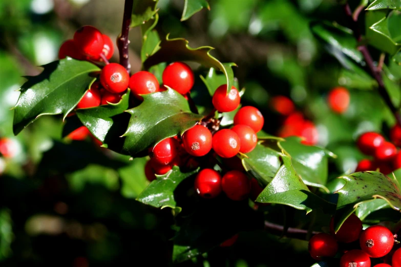red berries on a holly tree with green leaves