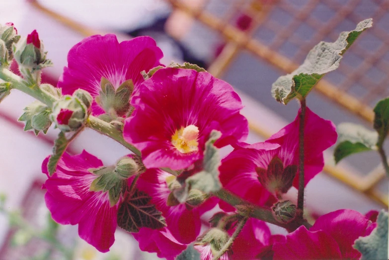 the pink flower is blooming on the tree outside