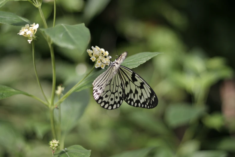 a white and black erfly sitting on top of a green plant