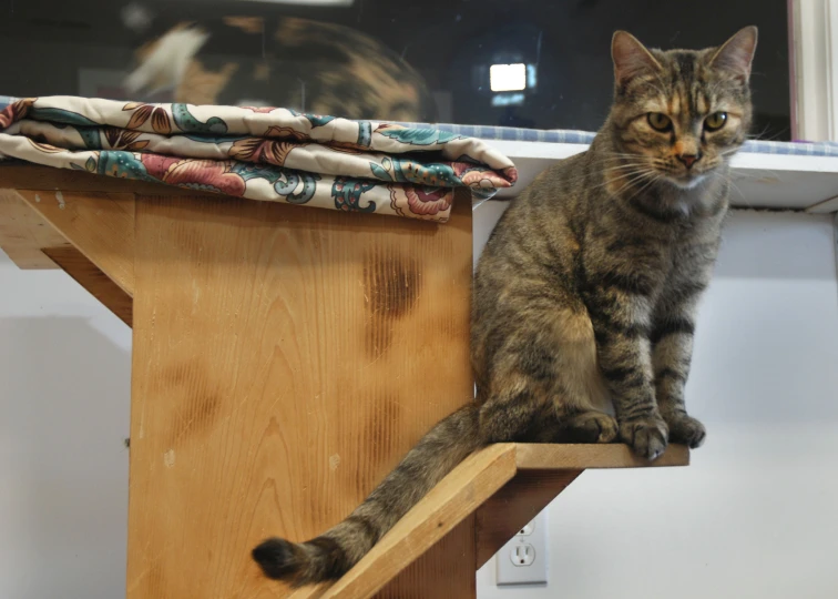 a cat is sitting on a wooden table