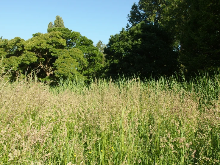 an empty field with trees and tall grass