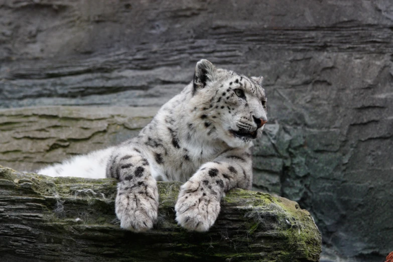 the snow leopard has white and gray fur