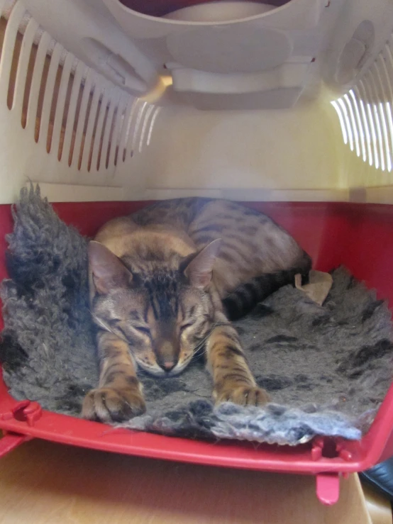 a cat sleeping in the inside of a red bed