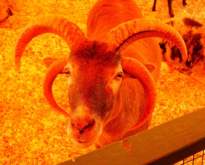 a ram looking in at the camera while standing in a barn
